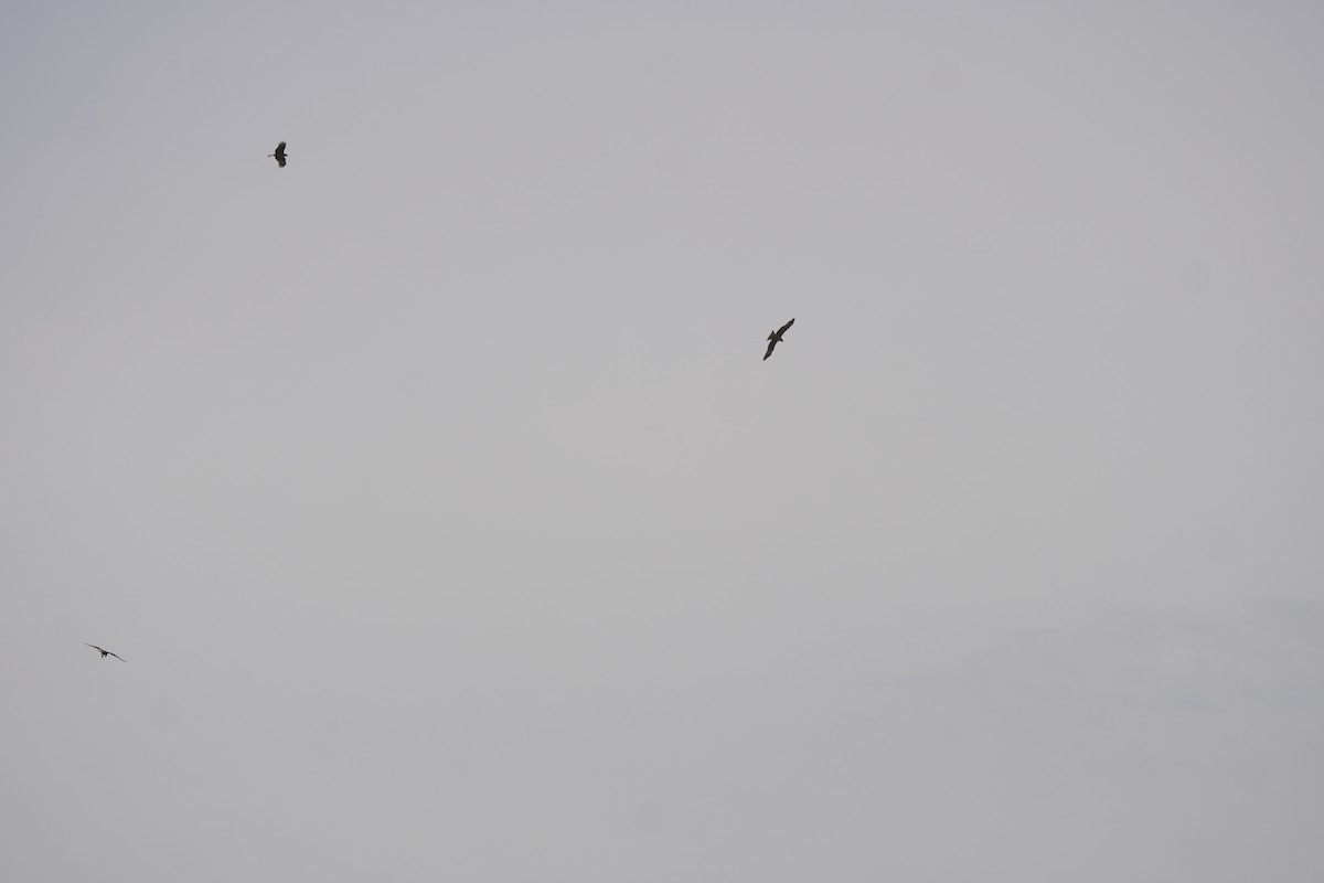 Black Kite - ML646304138