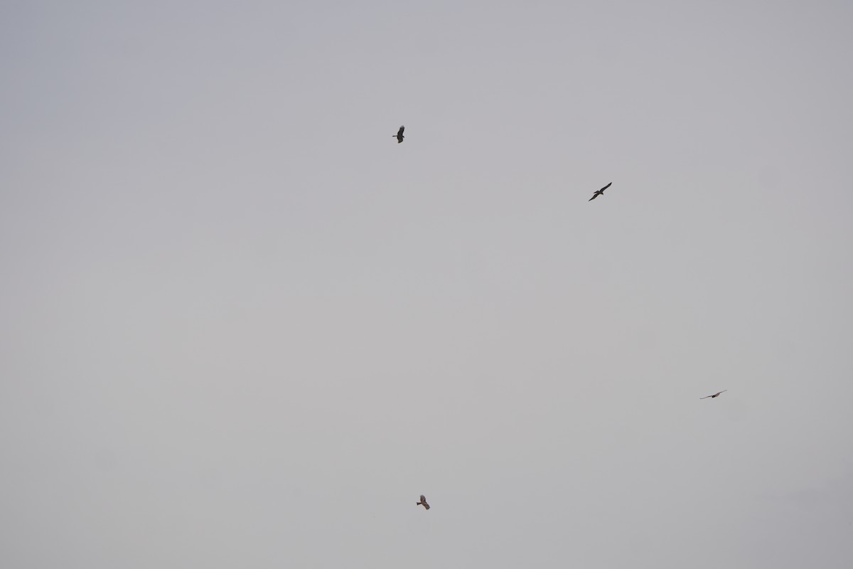 Black Kite - ML646304139