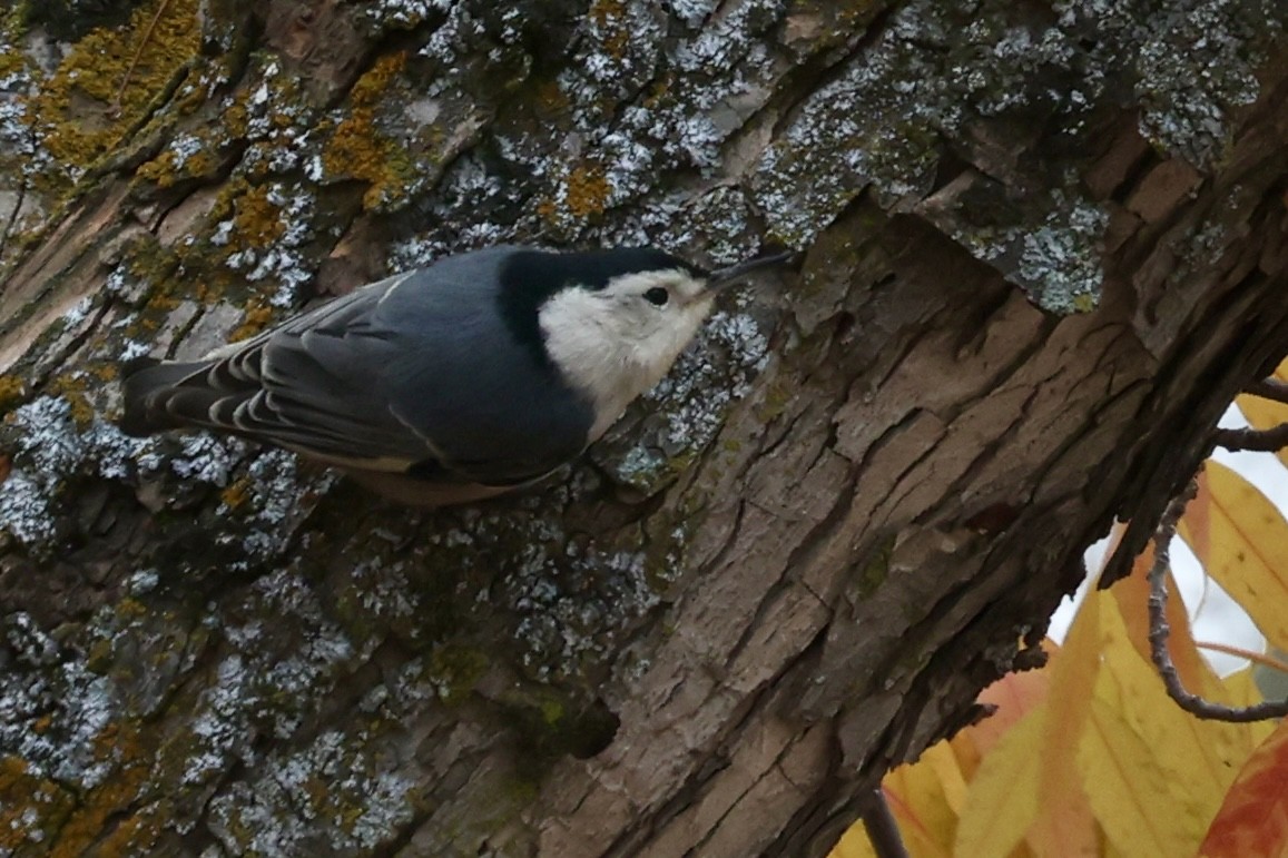 White-breasted Nuthatch (Pacific) - ML646304140