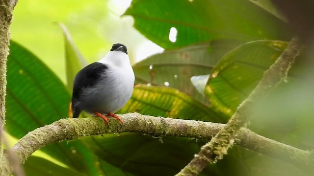 Манакін-короткокрил білочеревий - ML646304141