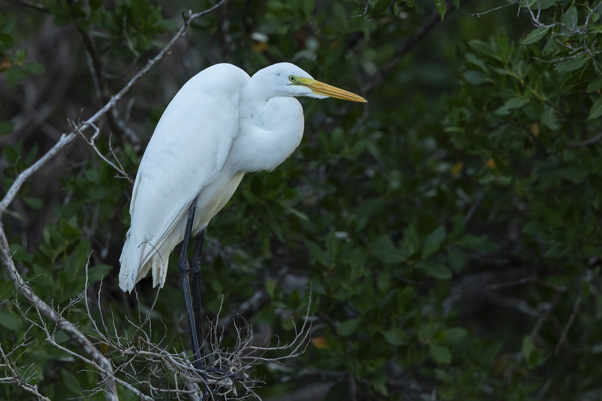 Great Egret - ML646304142