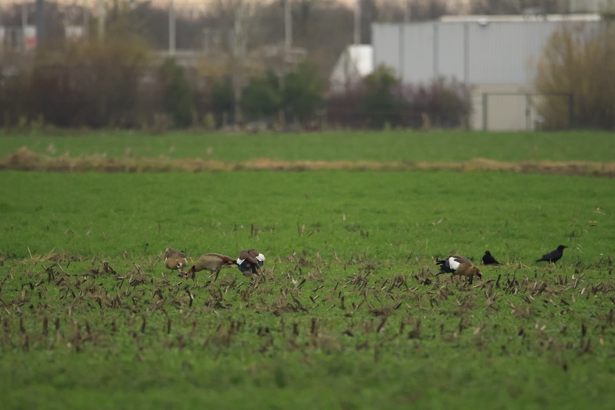 Egyptian Goose - ML646304143