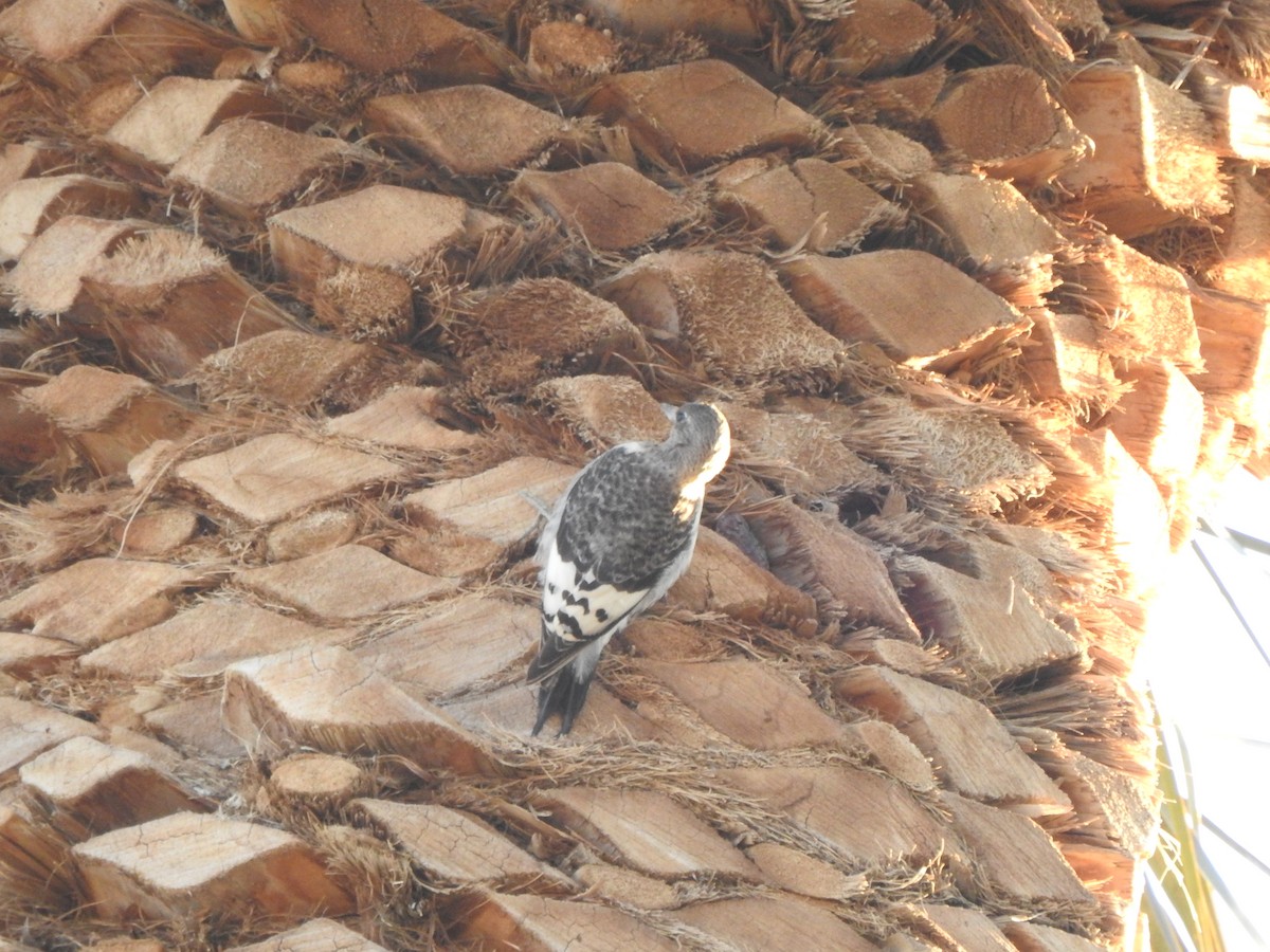 Red-headed Woodpecker - ML646304144