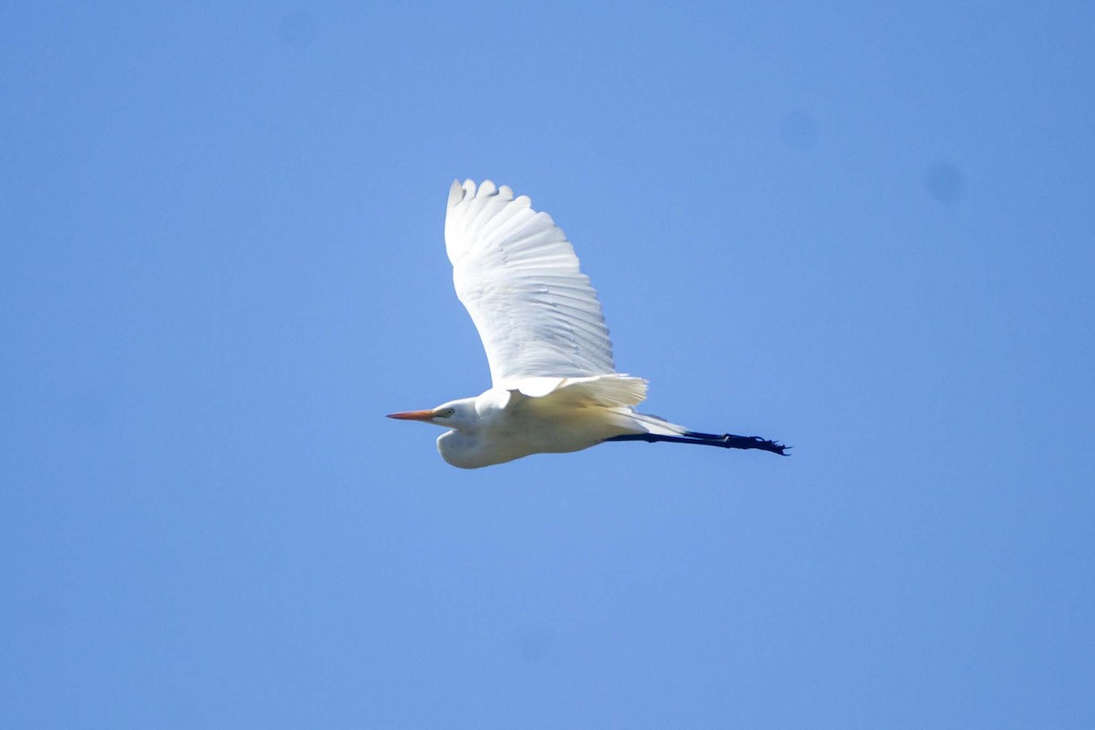 Western Cattle-Egret - ML646304145