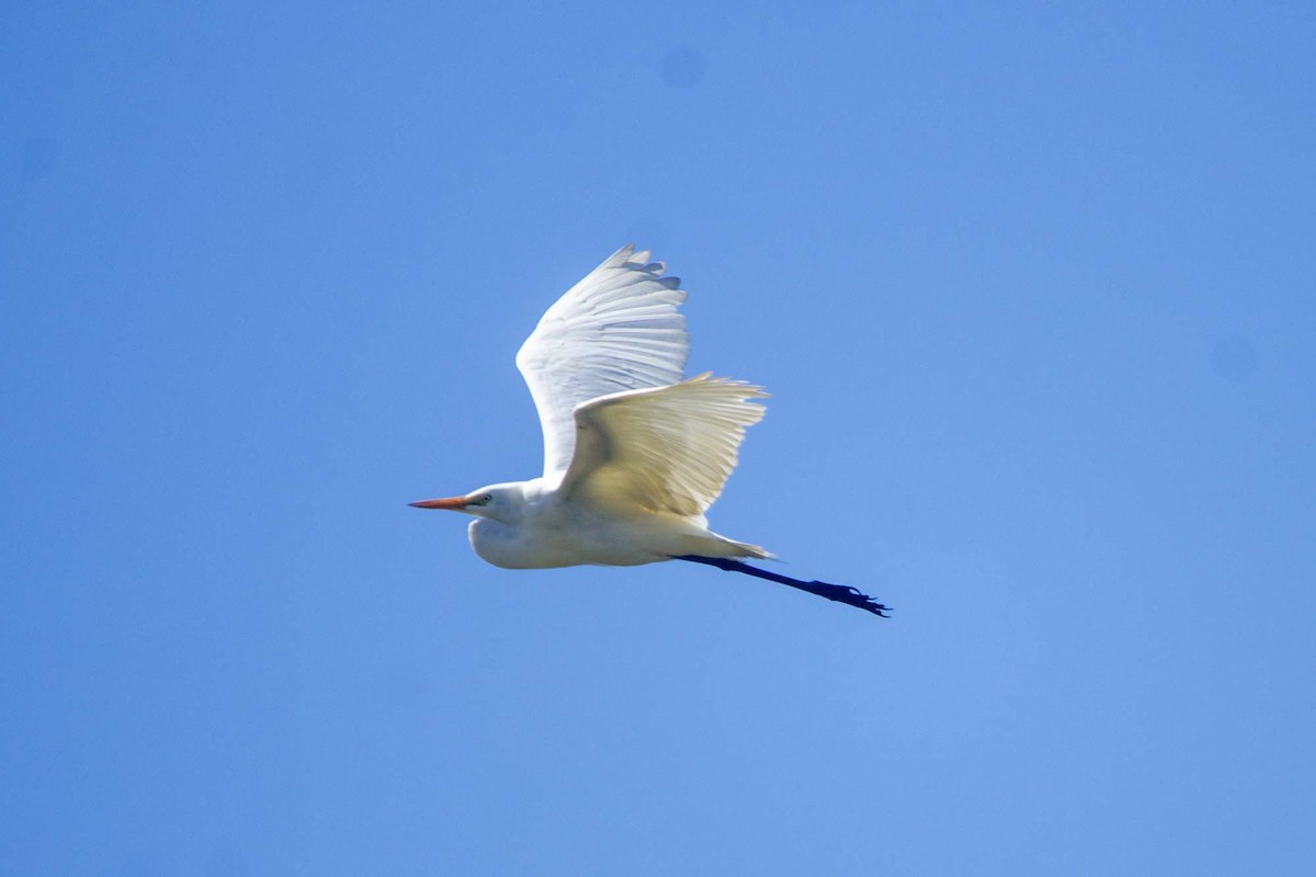 Western Cattle-Egret - ML646304146