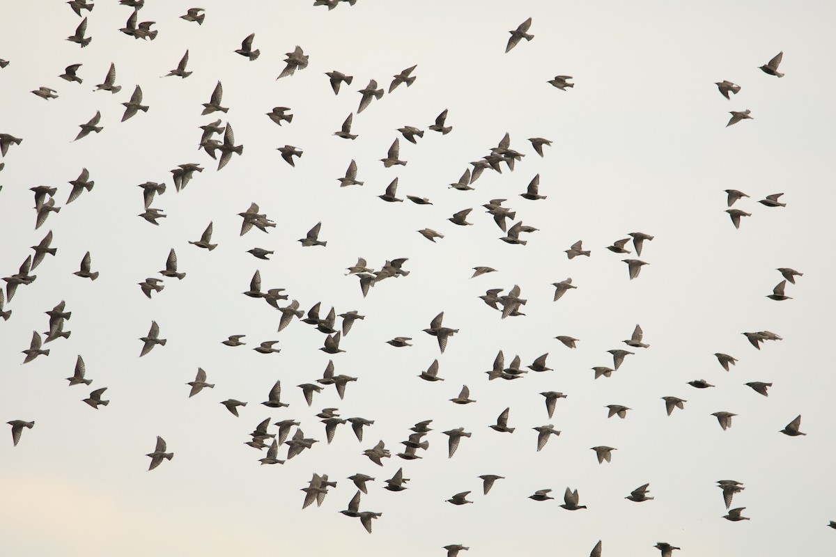 European Starling - ML646304147