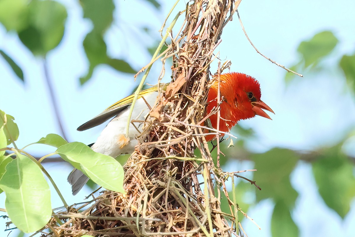 Red-headed Weaver (Southern) - ML646304148