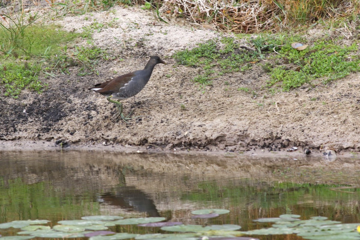 Common Gallinule - ML646304149