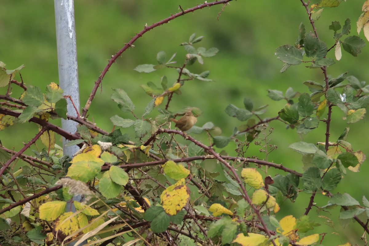 Eurasian Wren - ML646304150