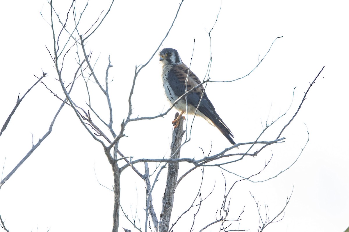 American Kestrel - ML646304151