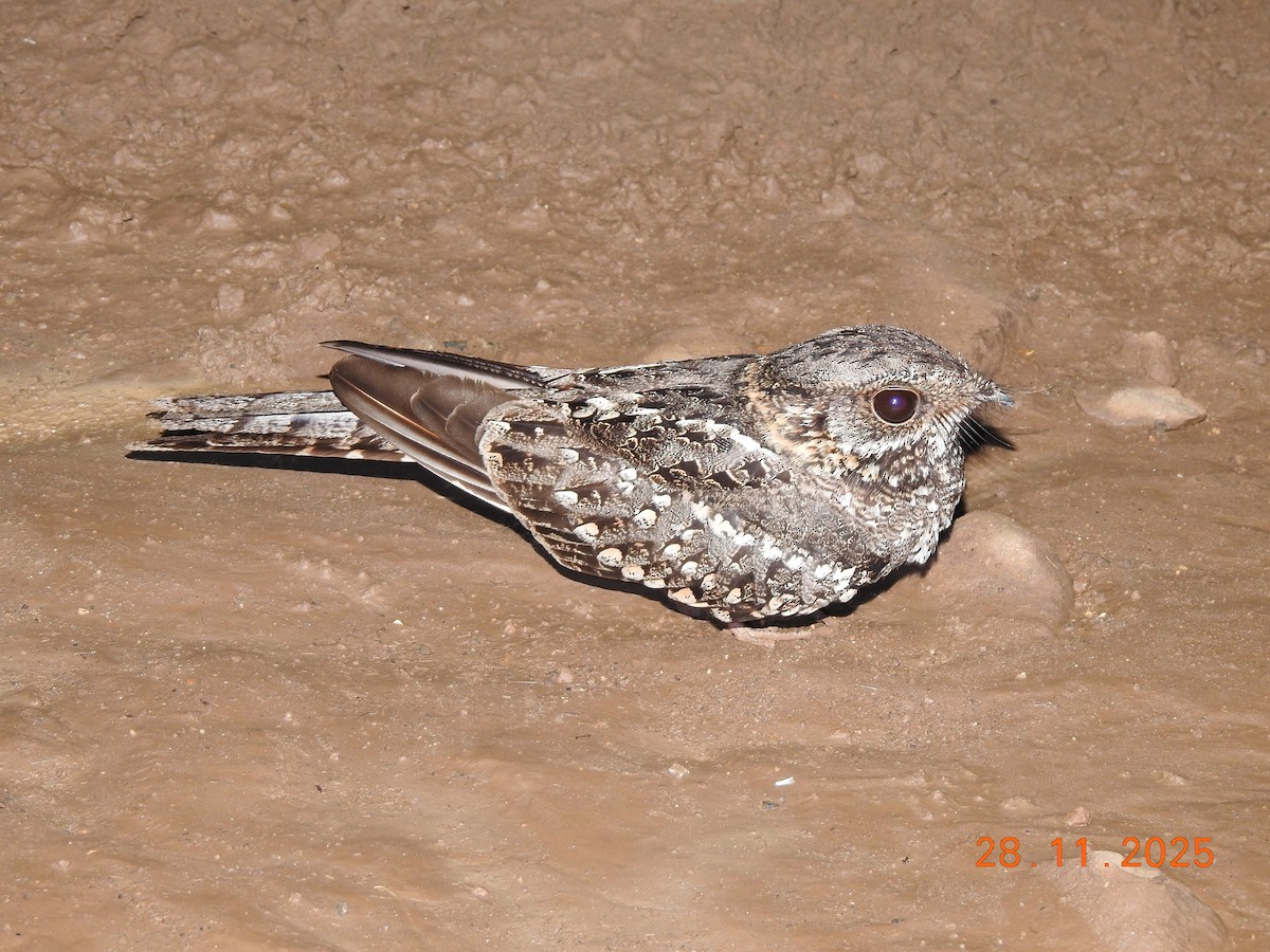 Scissor-tailed Nightjar - ML646304152
