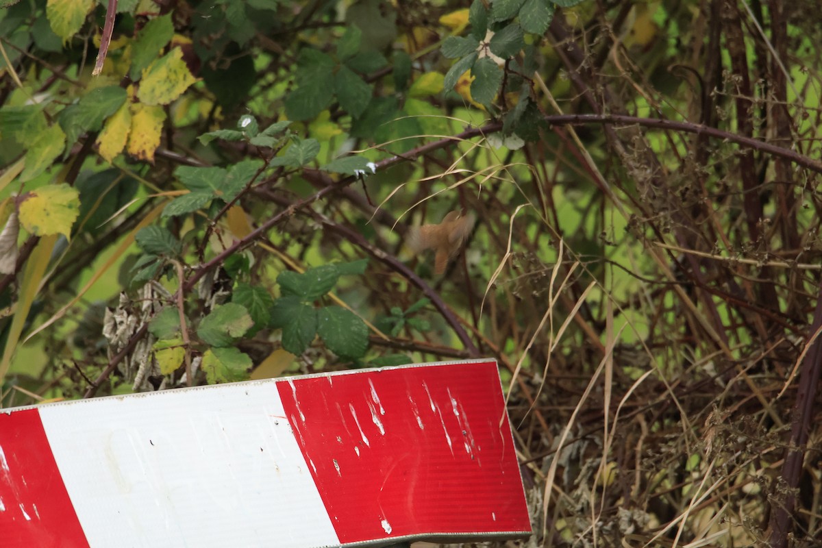 Eurasian Wren - ML646304156