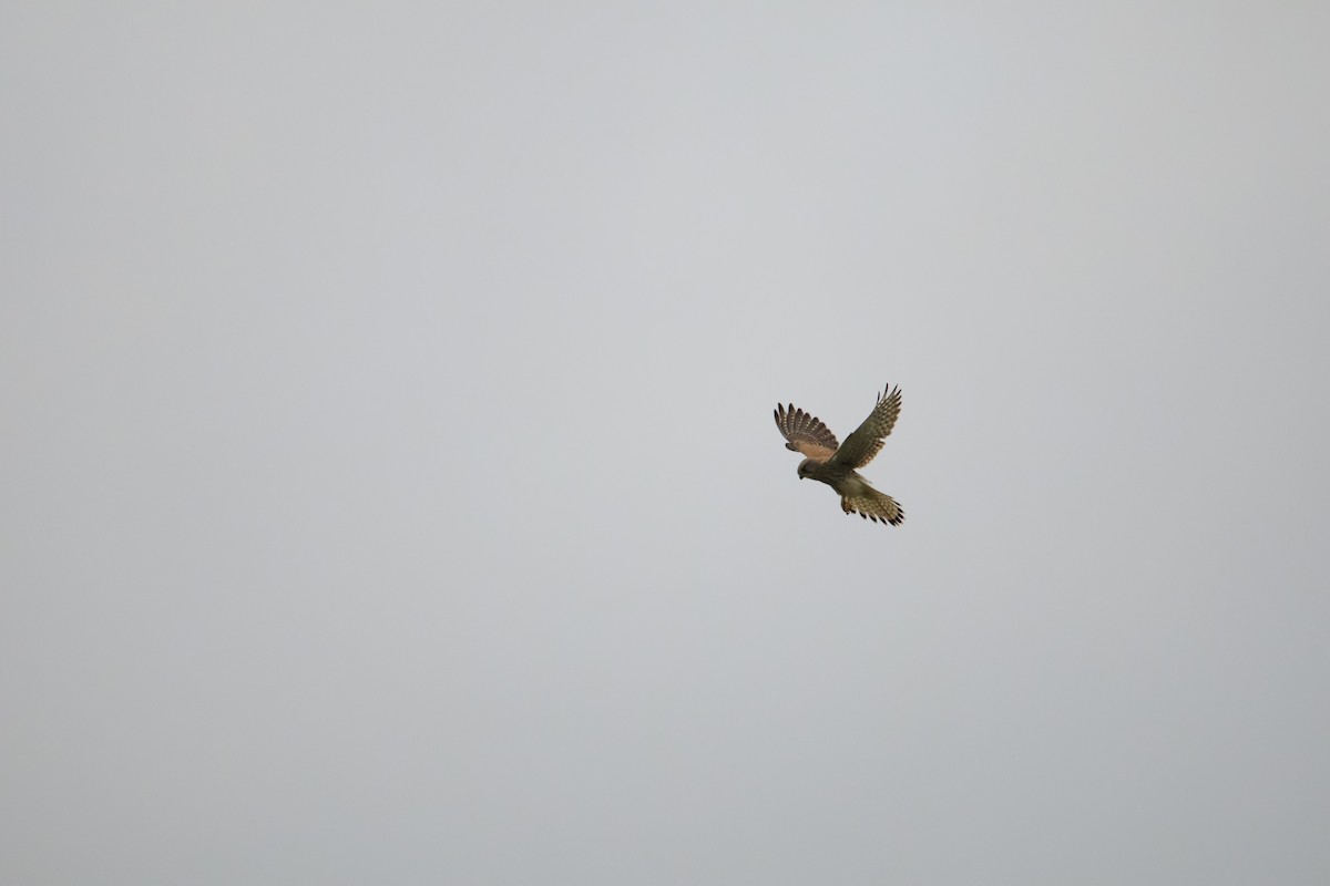 Eurasian Kestrel - ML646304157