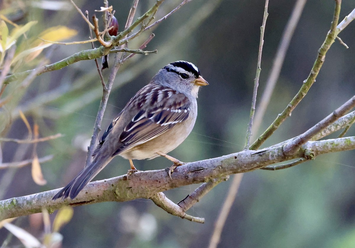White-crowned Sparrow - ML646304168