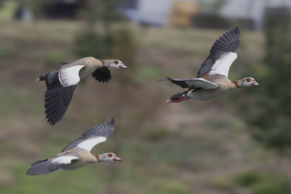 husice nilská - ML646304169