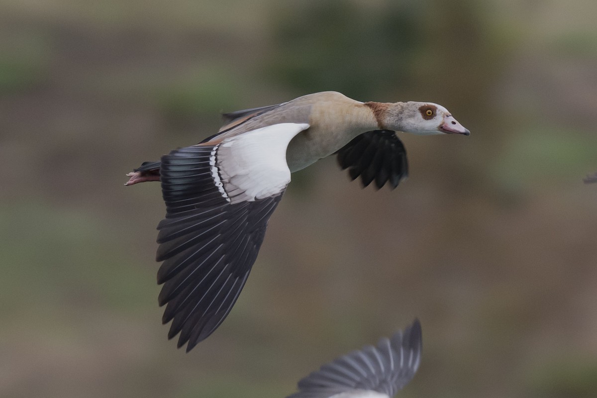 husice nilská - ML646304170