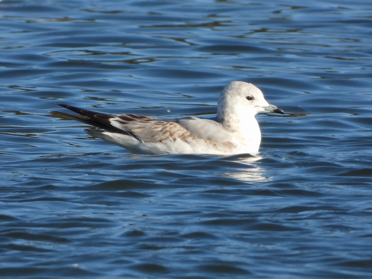 Common Gull - ML646304176