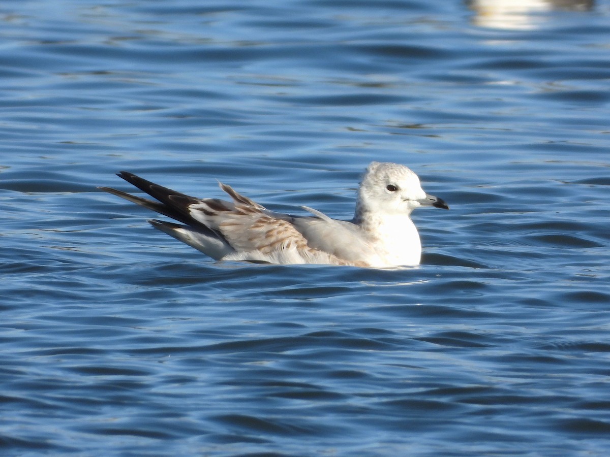 Common Gull - ML646304177
