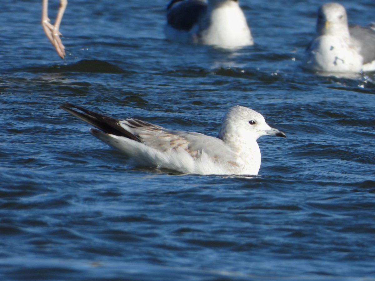 Common Gull - ML646304178
