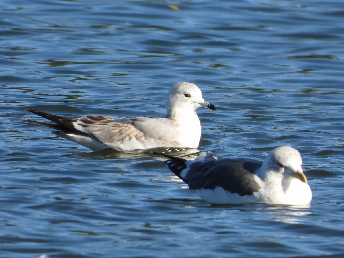 Common Gull - ML646304179