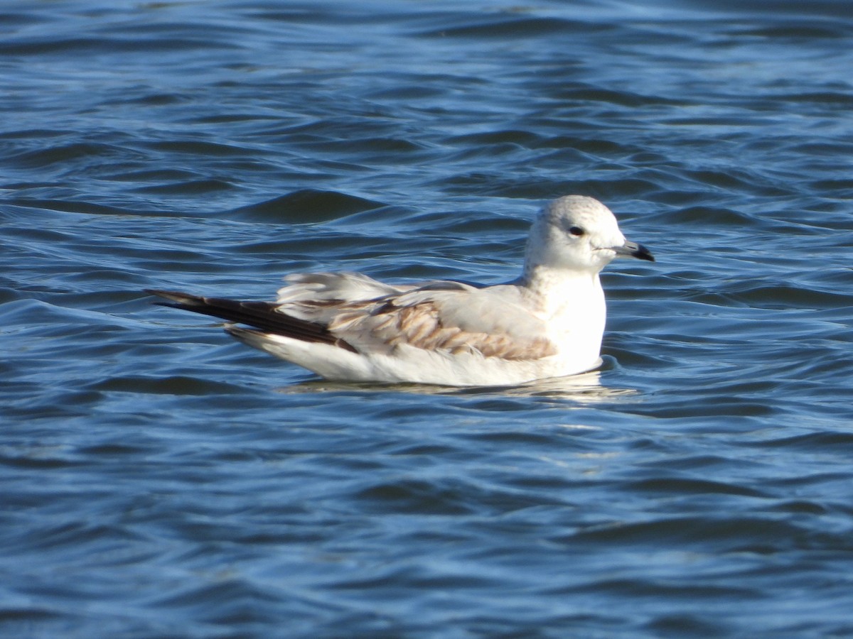 Common Gull - ML646304180