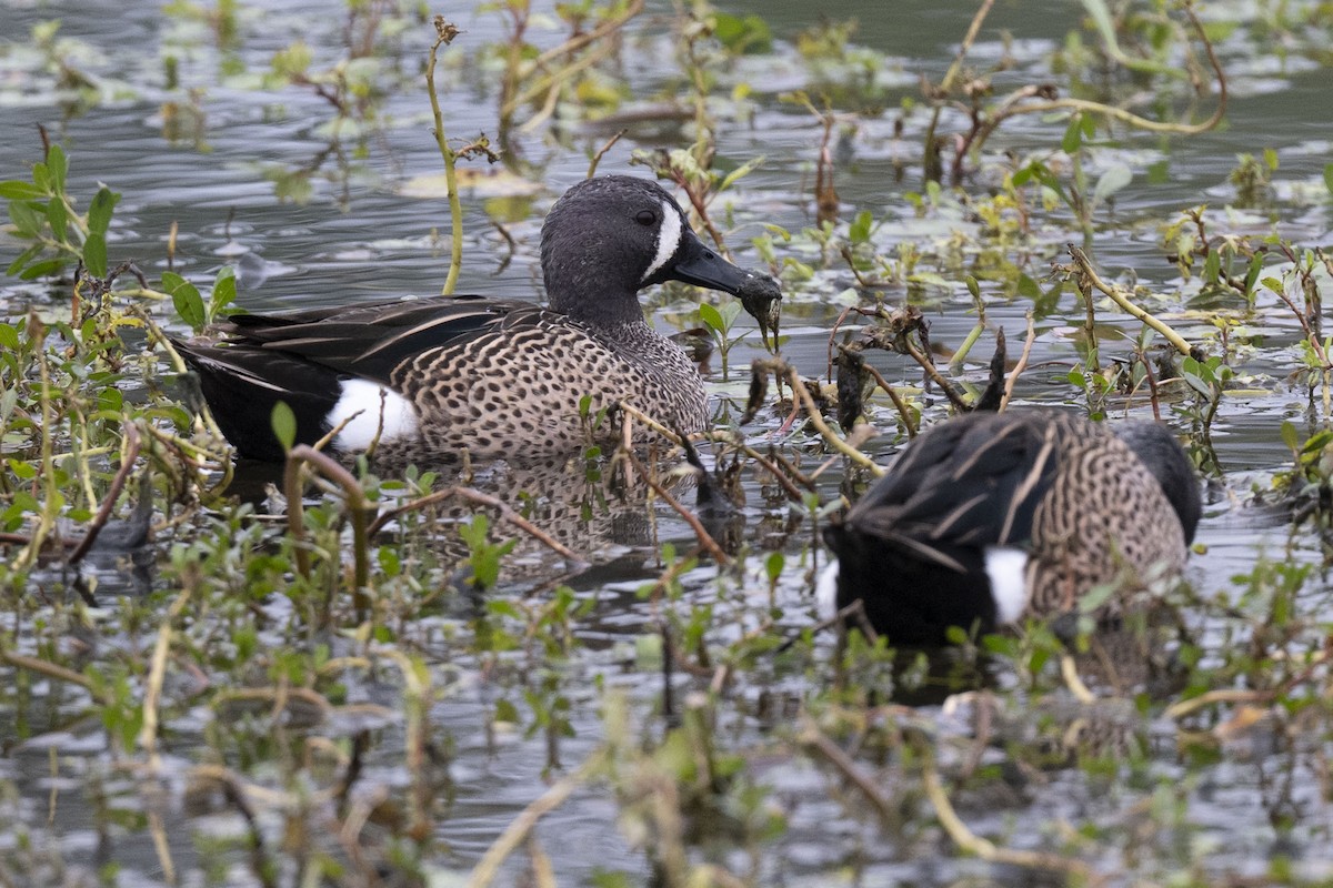 Zertzeta hegalurdina - ML646304190