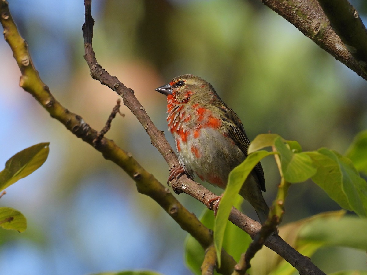 Red Fody - ML646304191