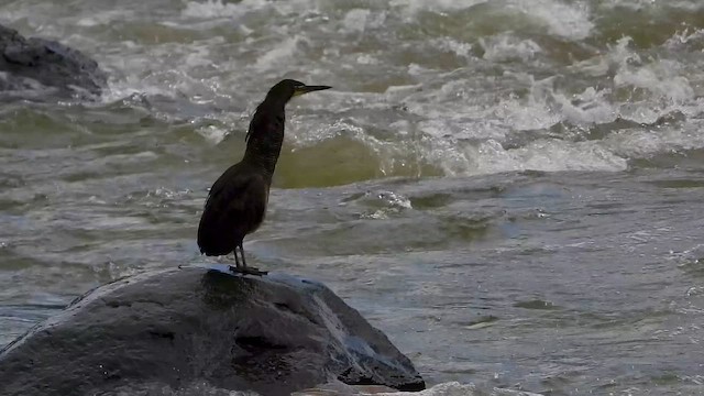 Бушля чорношия - ML646304192