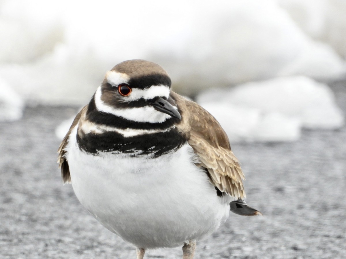 Killdeer - ML646304193
