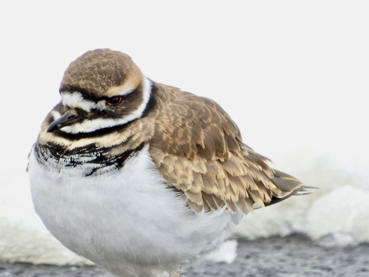Killdeer - ML646304194