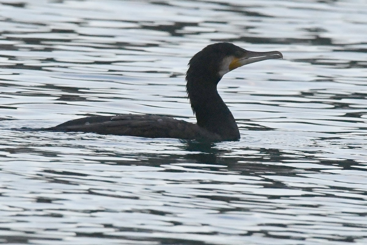 kormorán velký - ML646304201