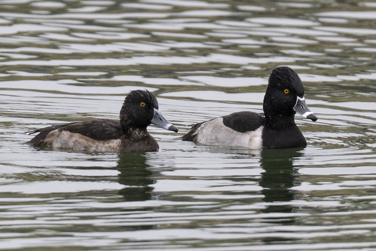 polák proužkozobý - ML646304202