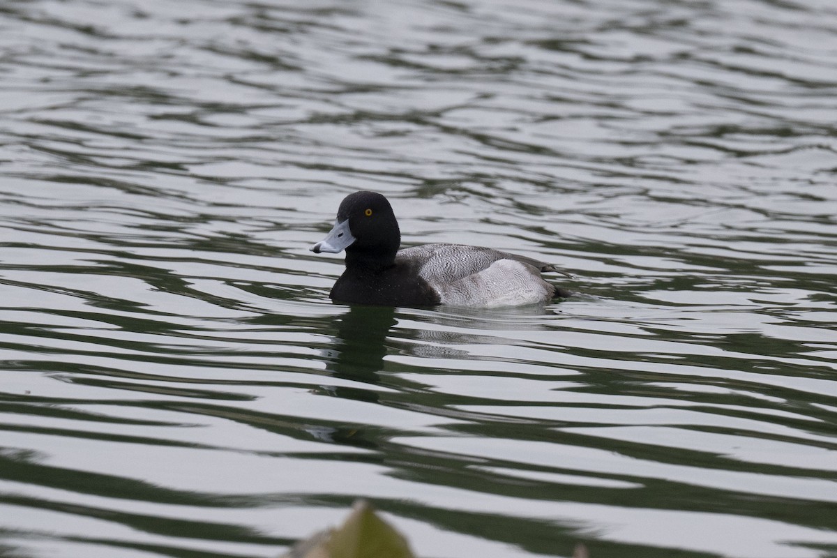 polák vlnkovaný - ML646304205