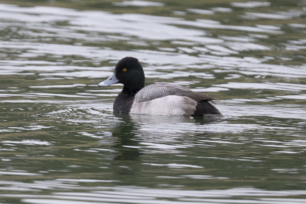 polák vlnkovaný - ML646304208