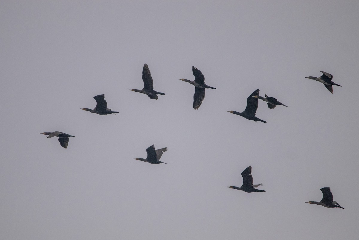 kormorán velký - ML646304212