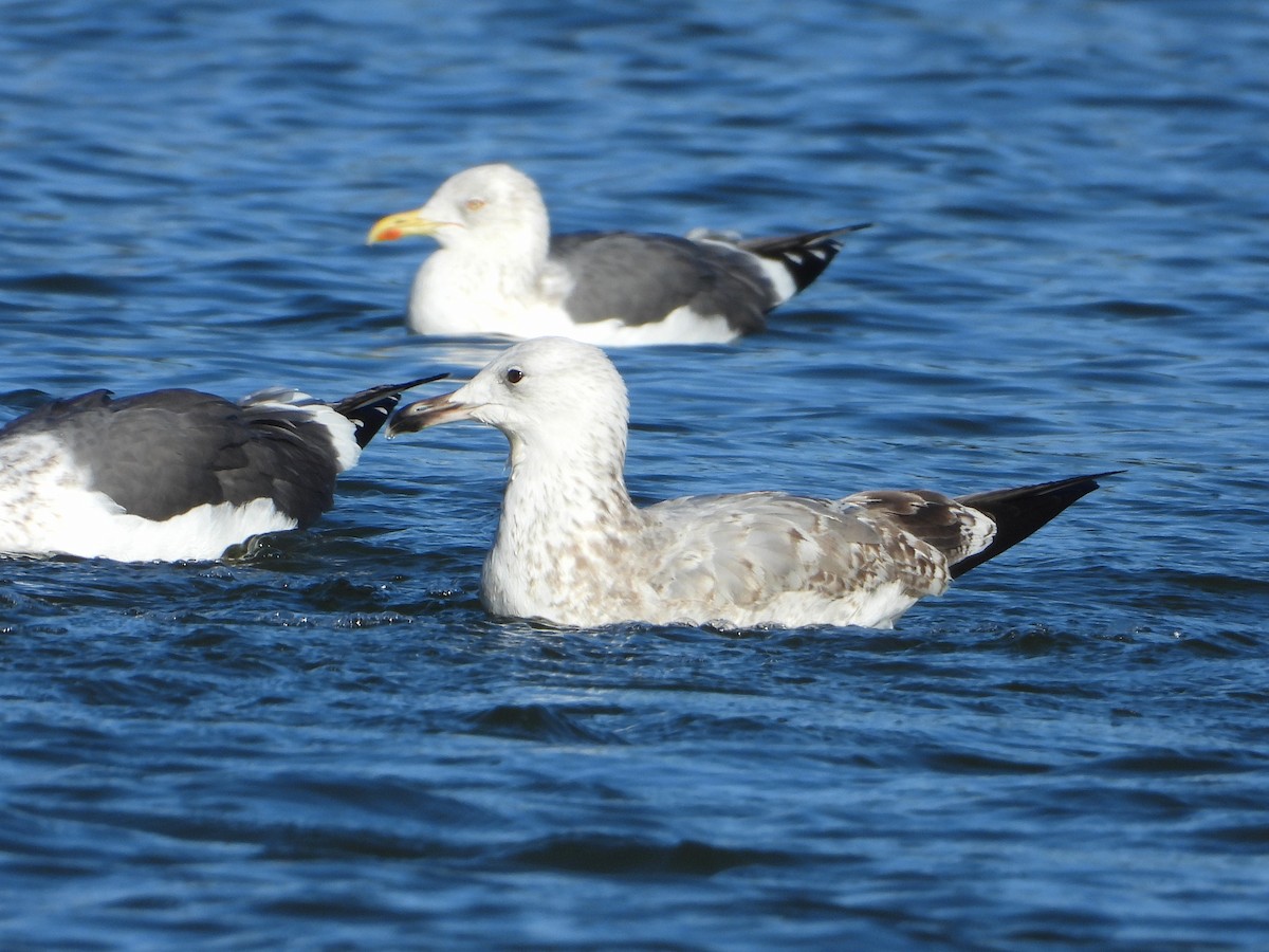 Caspian Gull - ML646304215
