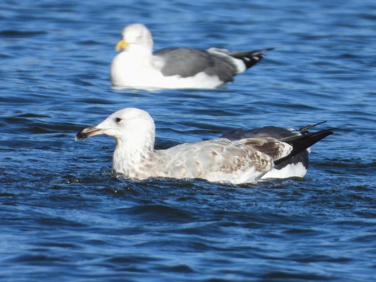 Caspian Gull - ML646304216