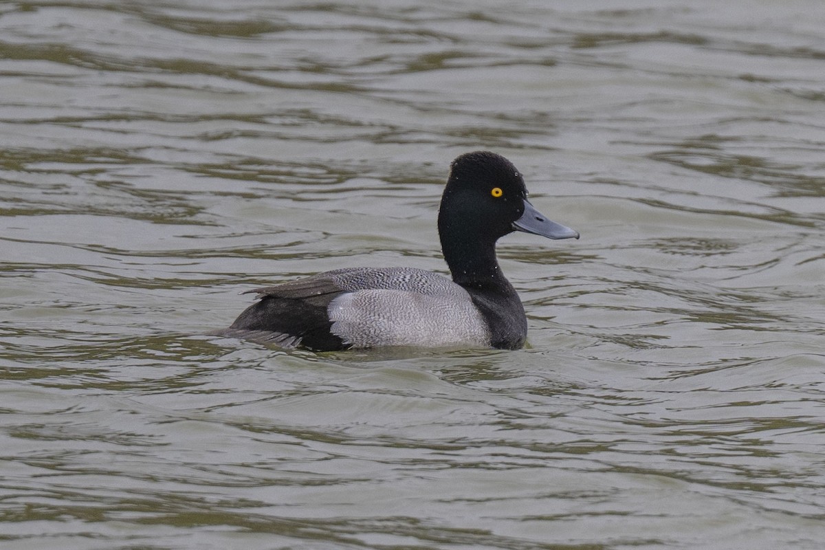 polák vlnkovaný - ML646304218