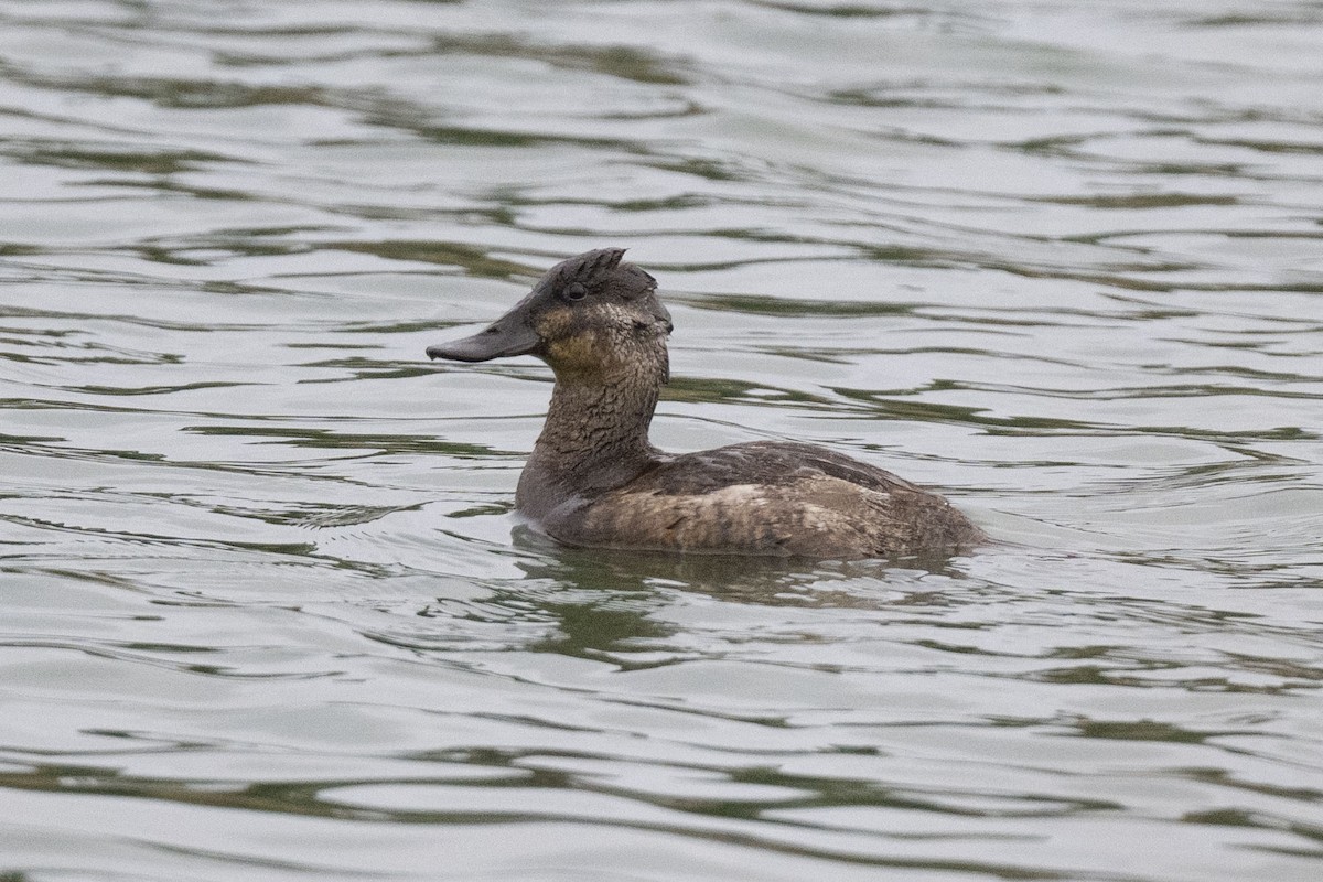 kachnice kaštanová - ML646304220