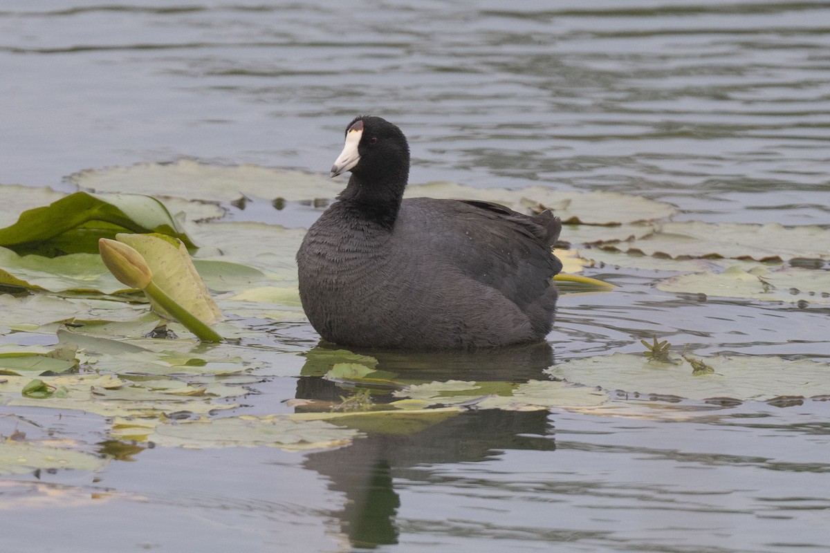 lyska americká - ML646304222