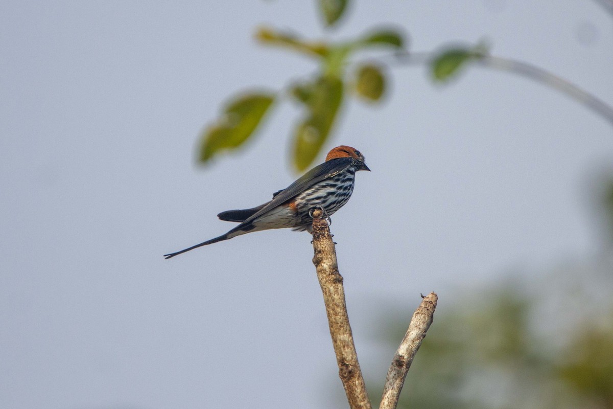 Habeş Kırlangıcı - ML646304226