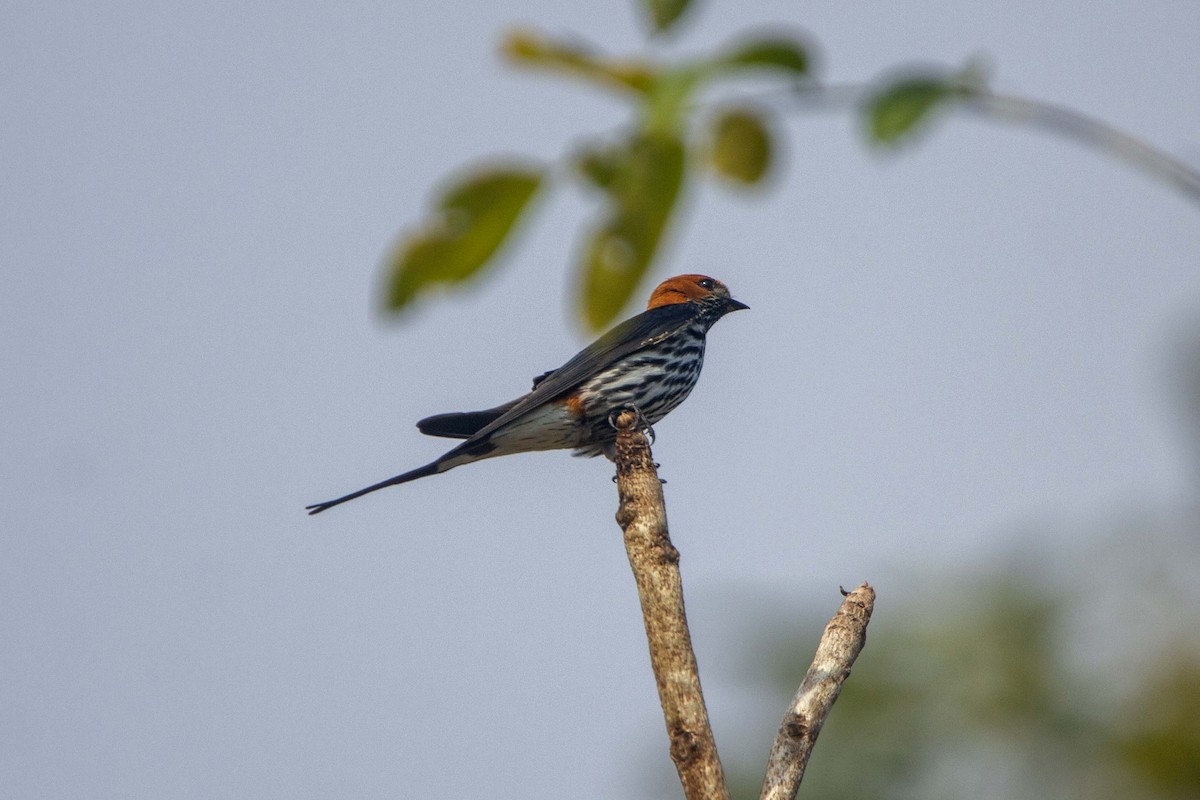 Habeş Kırlangıcı - ML646304227