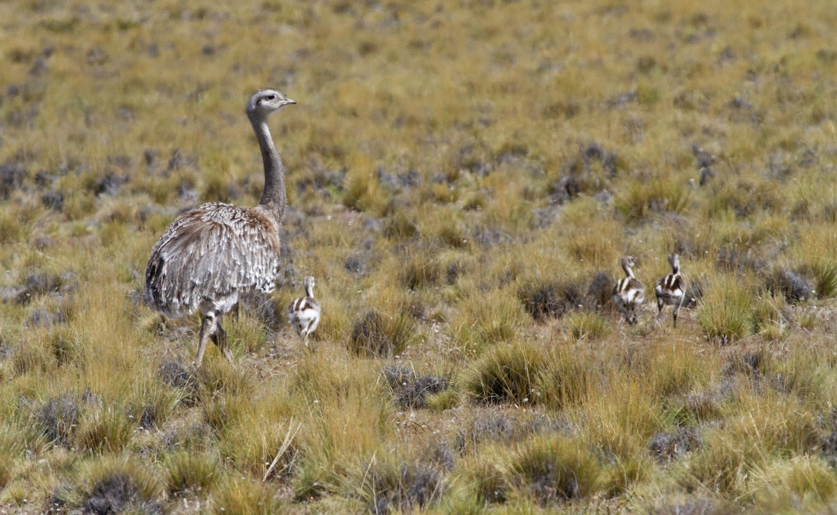Lesser Rhea (Darwin's) - ML646304230