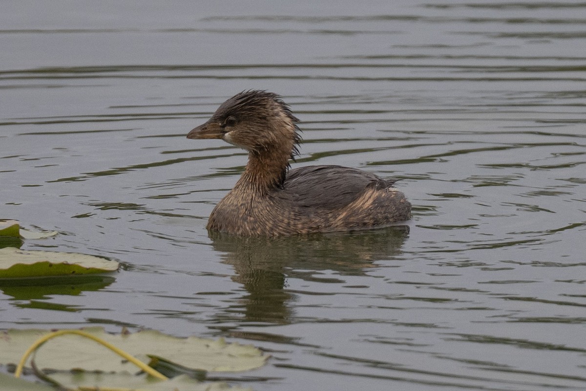 potápka americká - ML646304233