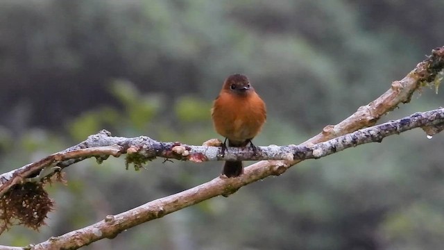 Біро коричневий - ML646304234