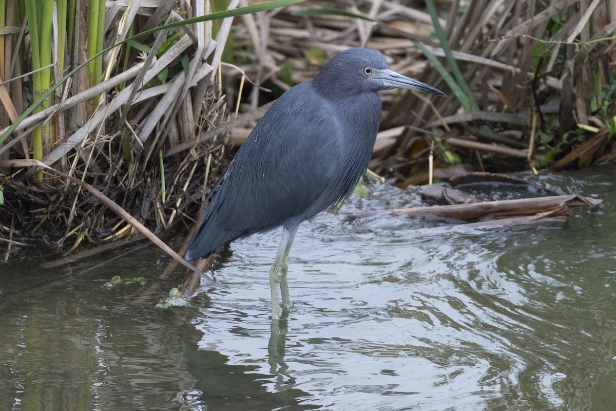 volavka modrošedá - ML646304236