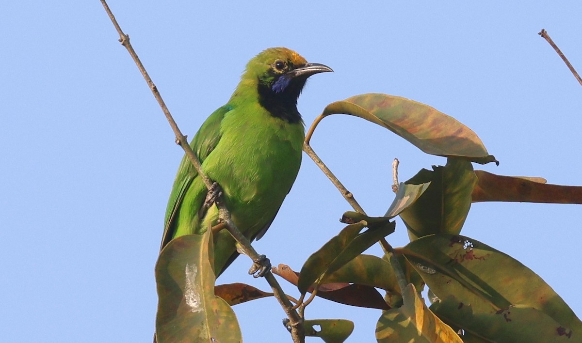 Golden-fronted Leafbird - ML646304262