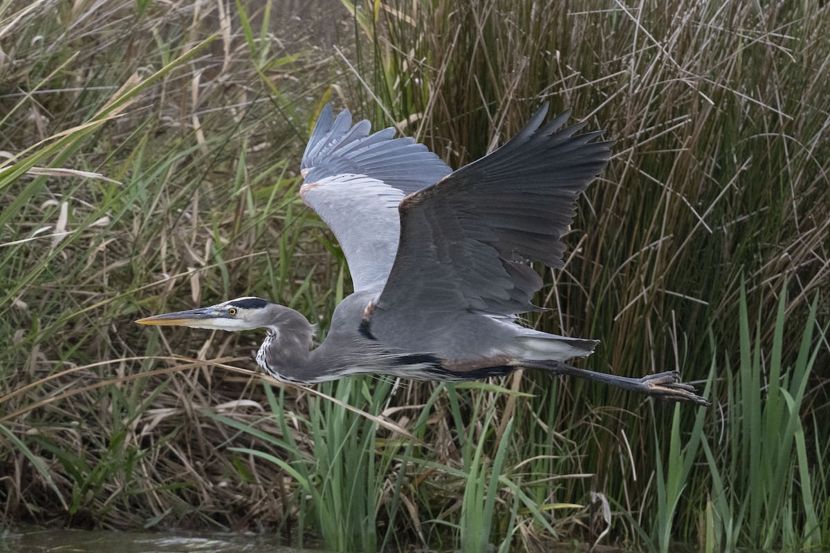 volavka velká - ML646304263