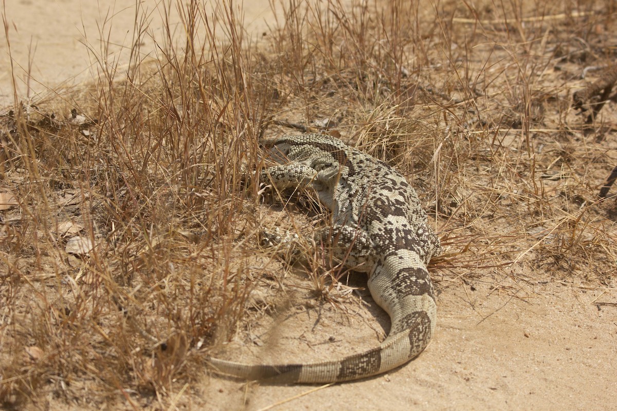 Monitor Lizards - ML646304264