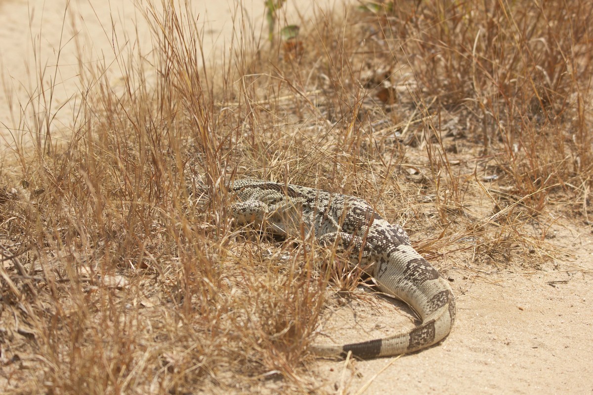 Hayvanlar - ML646304266